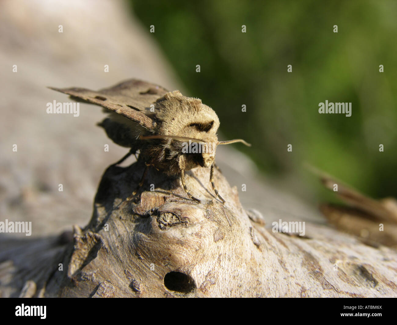 heart and dart moth (Agrotis exclamationis), on trunk Stock Photo