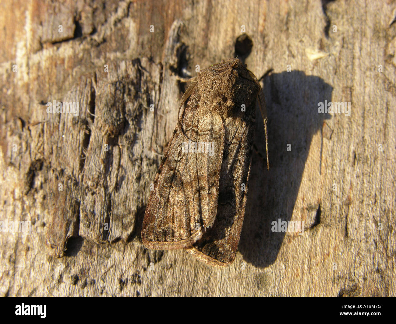 turnip moth or common cutworm (Agrotis segetum), at trunk Stock Photo