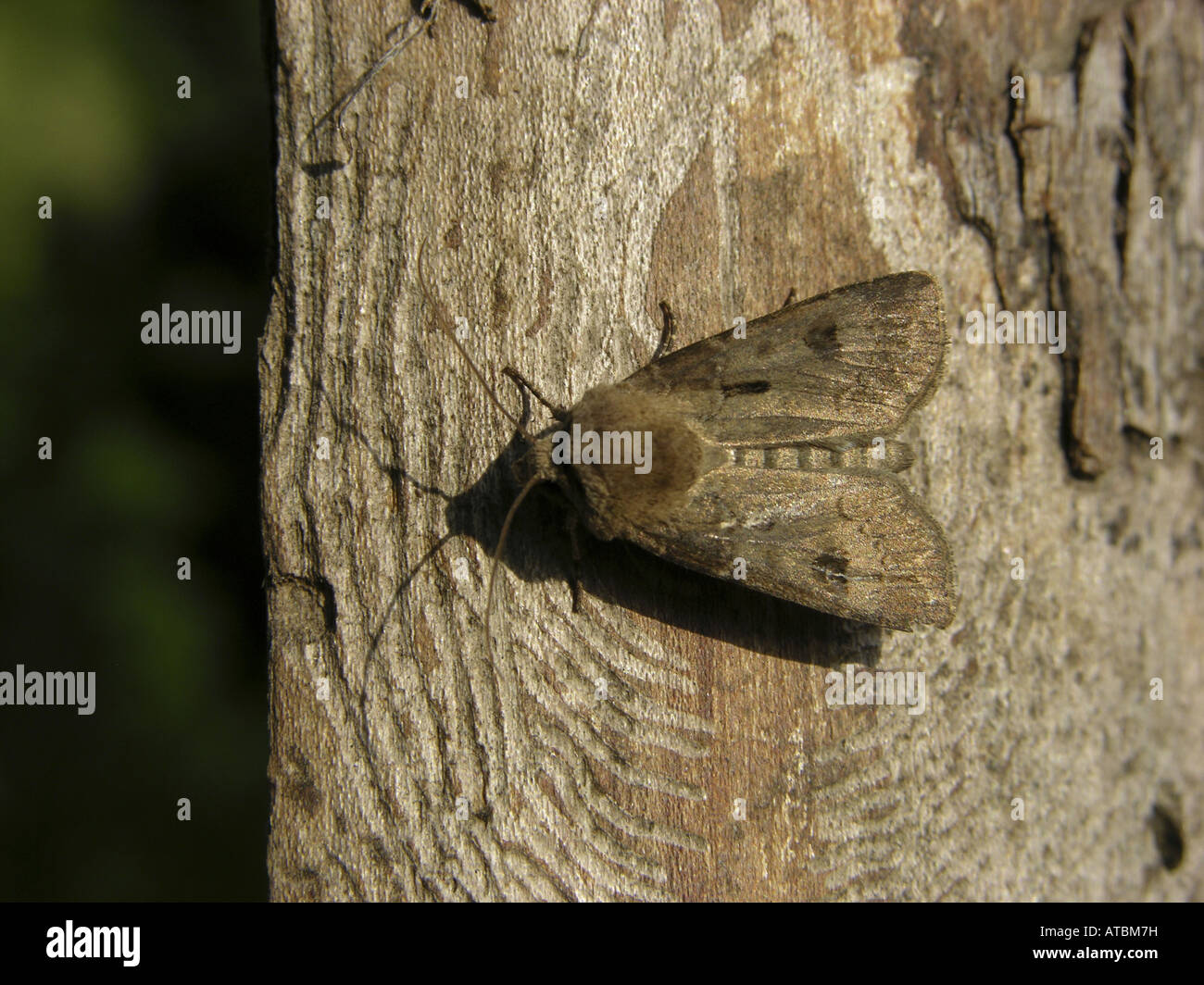 heart and dart moth (Agrotis exclamationis), at trunk Stock Photo