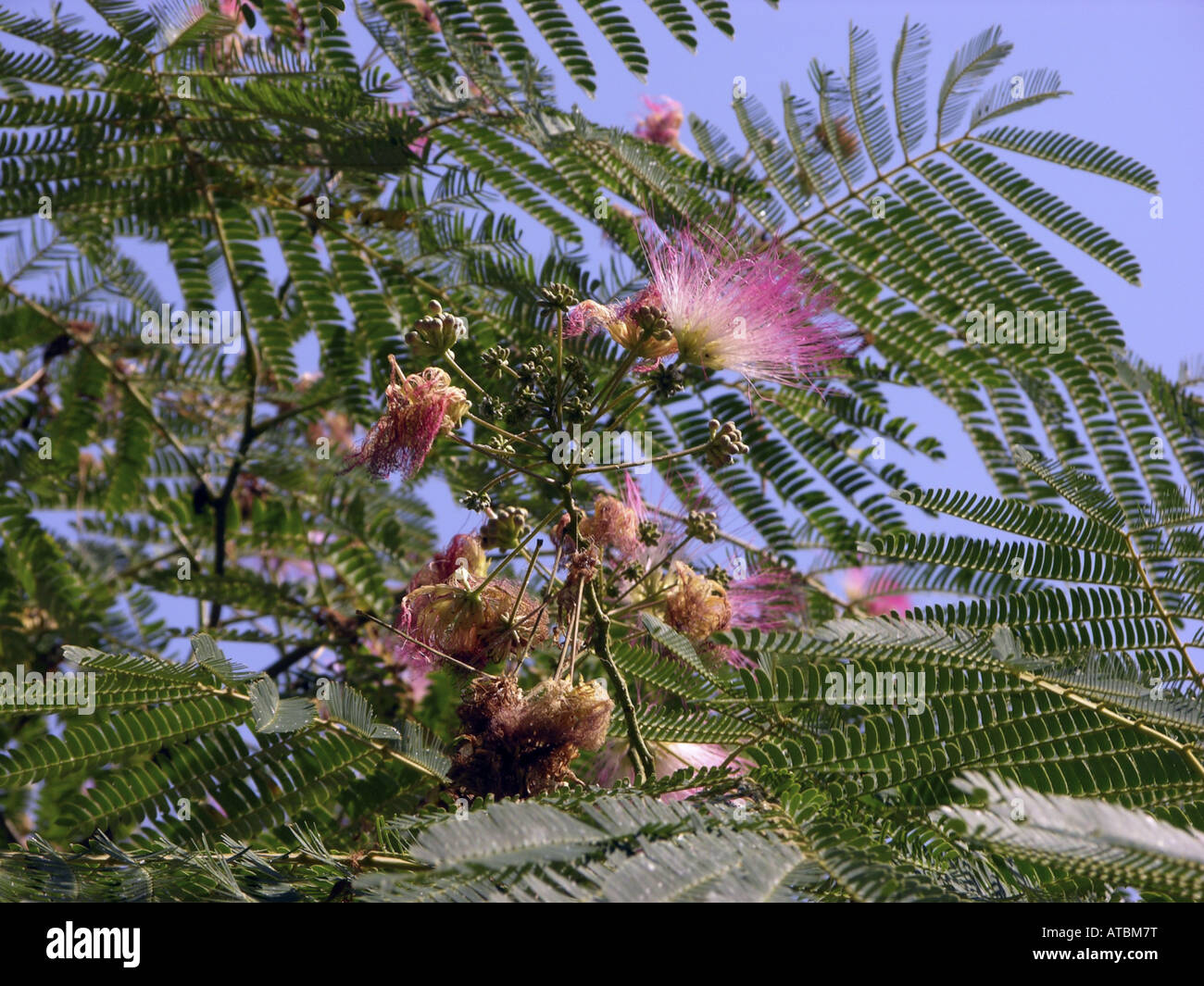 Silk Tree, Pink Siris (Albizia julibrissin), flowering Stock Photo