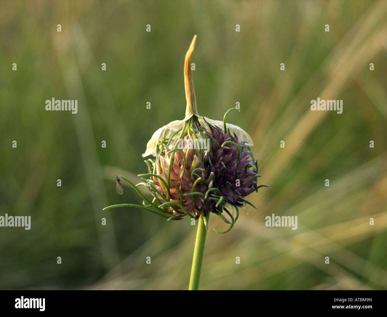 field garlic, crow garlic, wild onion (Allium vineale), inflorescence with bulbils Stock Photo