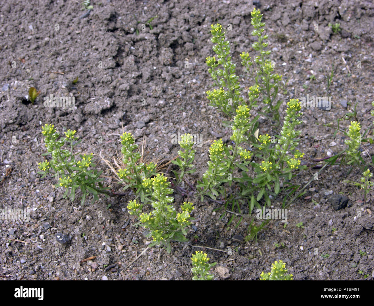 Alyssum alyssoides hi-res stock photography and images - Alamy