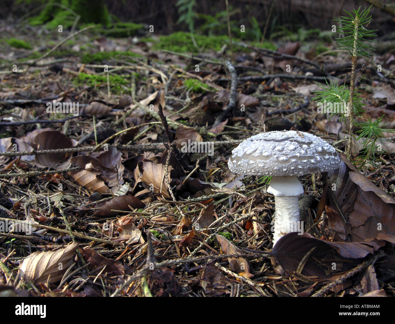 grey spotted amanita (Amanita excelsa), fruiting body Stock Photo - Alamy
