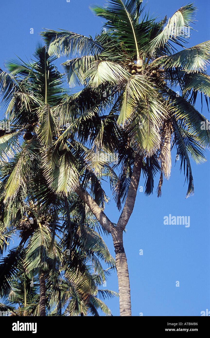 JRR72823 Coconut tree having two branches at fort Sindhudurgh Malvan