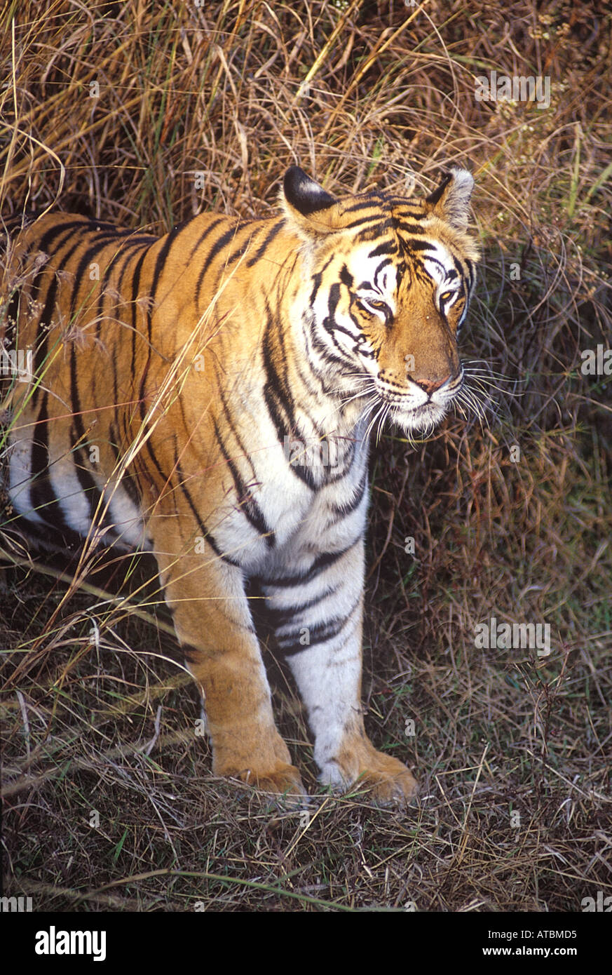 JRR72845 Tiger Bandhavgarh tiger reserve Madhya Pradesh India Stock Photo