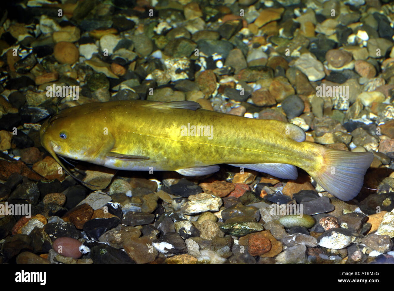 brown bullhead, speckled catfish, horned pout, American catfish