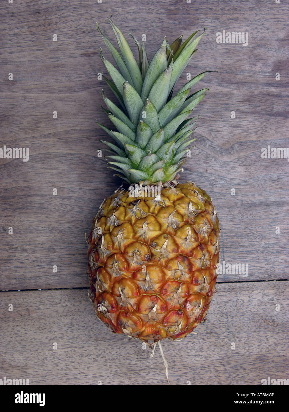 pineapple (Ananas comosus, Ananas sativus), mature infructescence Stock