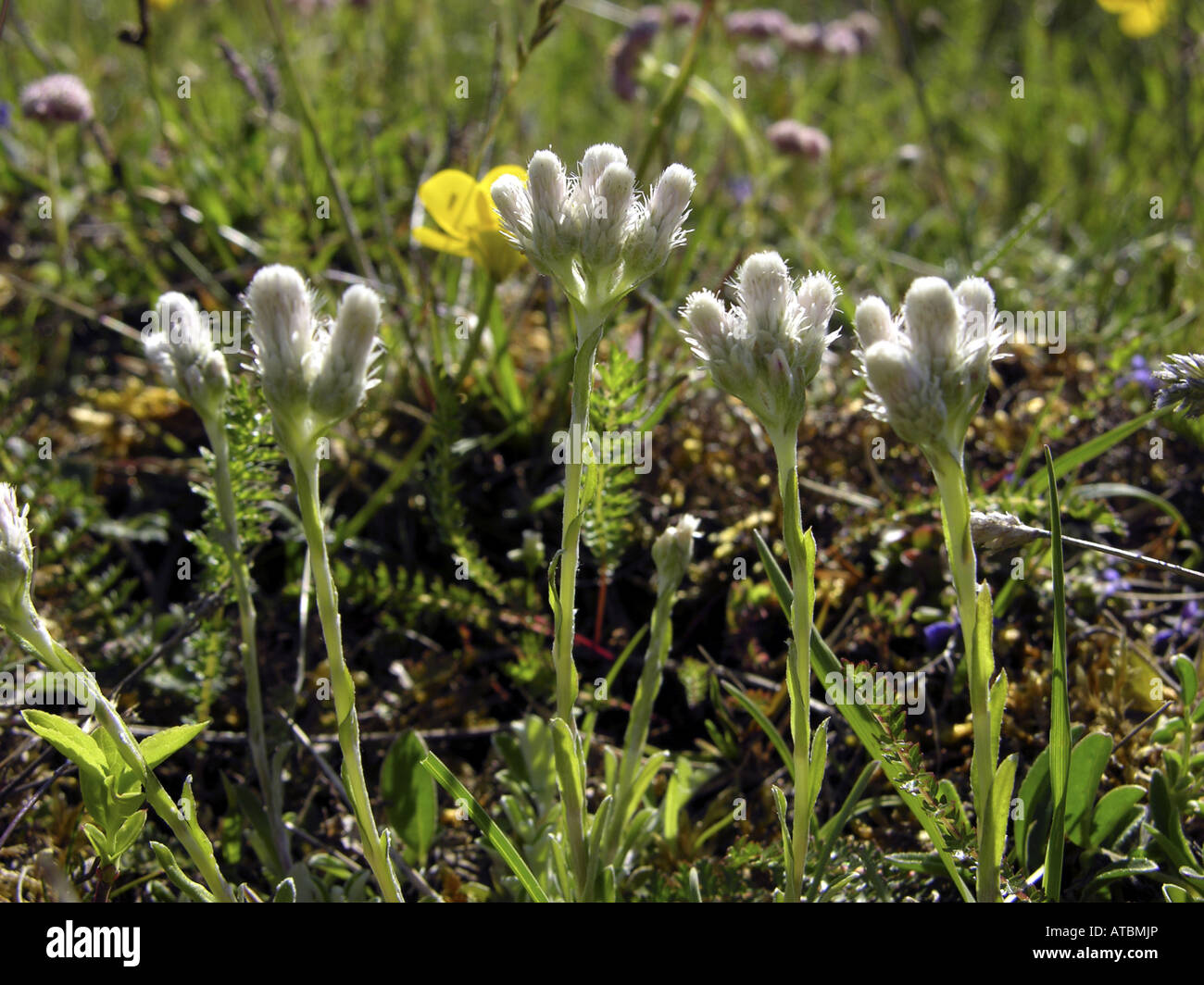 cat's-foot, mountain everlasting (Antennaria dioica), blooming Stock Photo