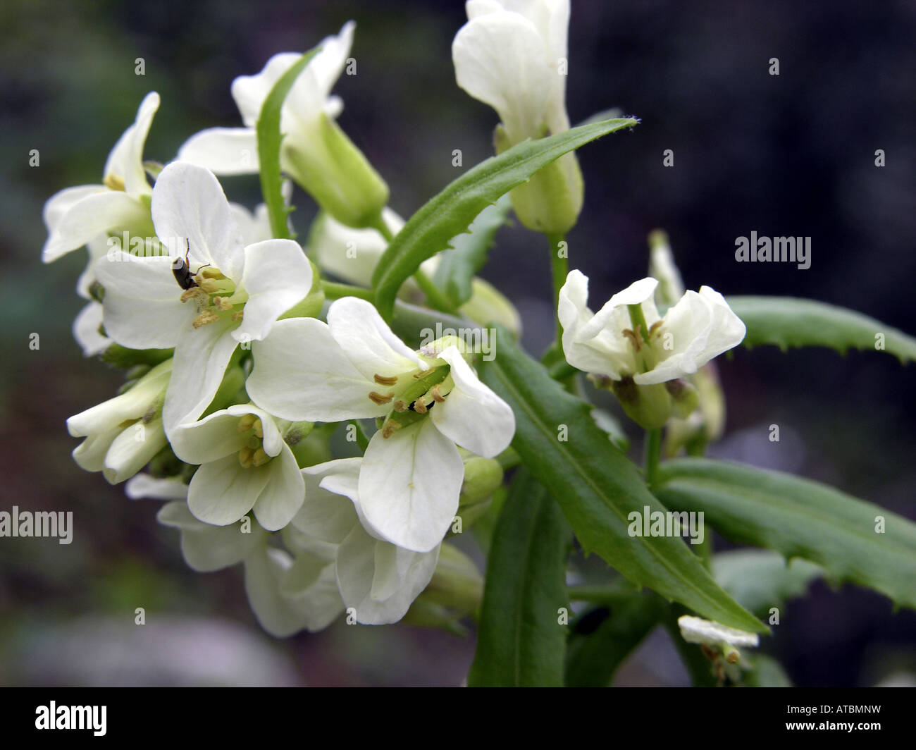tower cress (Arabis turrita), flowers Stock Photo