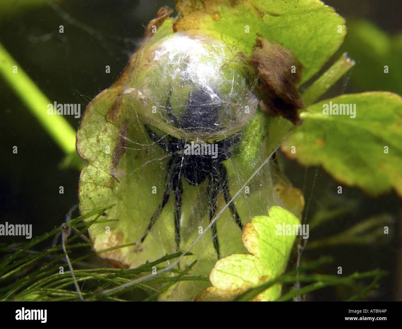 какой паук строит. какой паук строит. Insectele. коконы насекомых в квартире. какой паук строит.