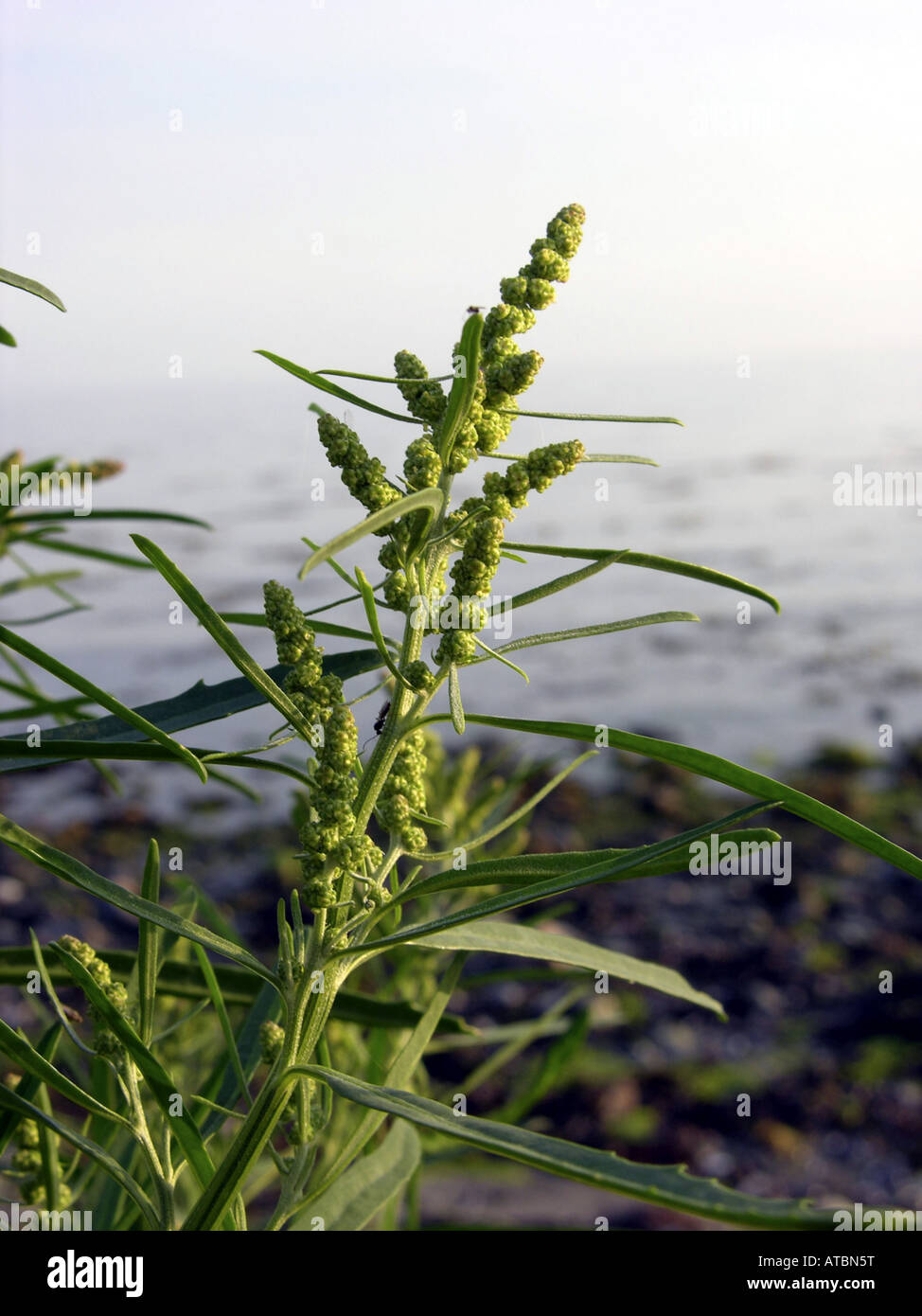 grass-leaved orache (Atriplex littoralis), blooming Stock Photo