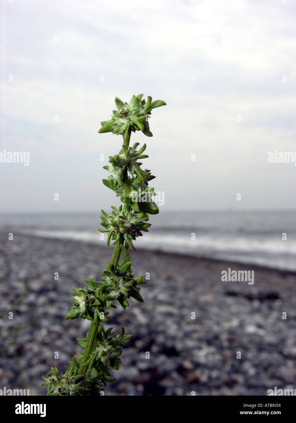 grass-leaved orache (Atriplex littoralis), infructescence Stock Photo