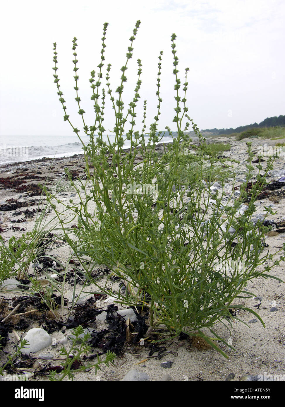 grass-leaved orache (Atriplex littoralis), single plant at the beach Stock Photo