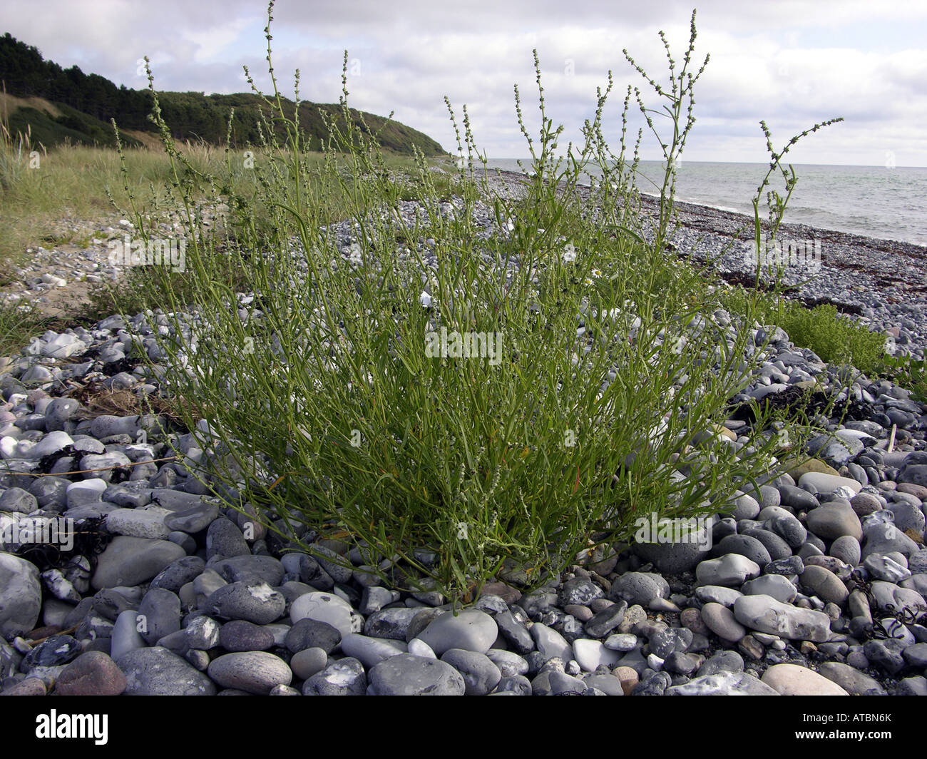 grass-leaved orache (Atriplex littoralis), single plant at the beach Stock Photo