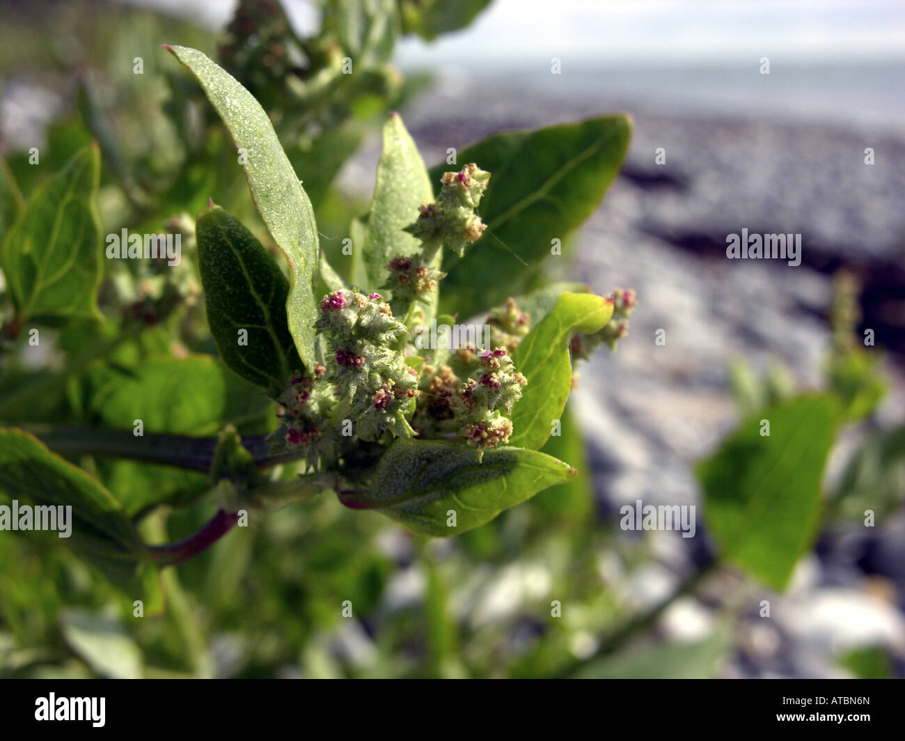 hastate orache, spear-leaved orache, creeping saltbush (Atriplex prostrata), blossoms Stock Photo