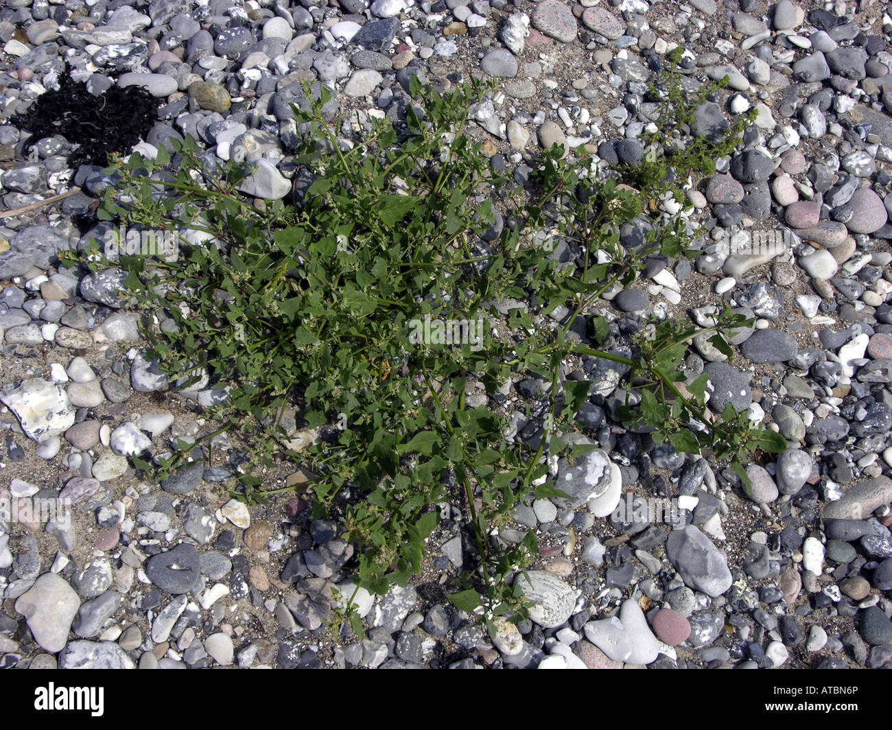 hastate orache, spear-leaved orache, creeping saltbush (Atriplex prostrata ssp. prostrata), single plant at the beach Stock Photo