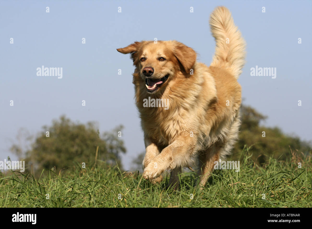 Hovawart (Canis lupus f. familiaris), running over meadow Stock Photo