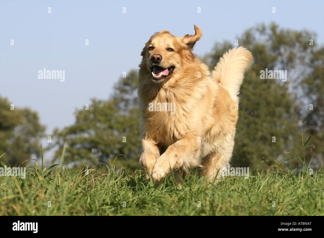 Hovawart (Canis lupus f. familiaris), running over meadow Stock Photo