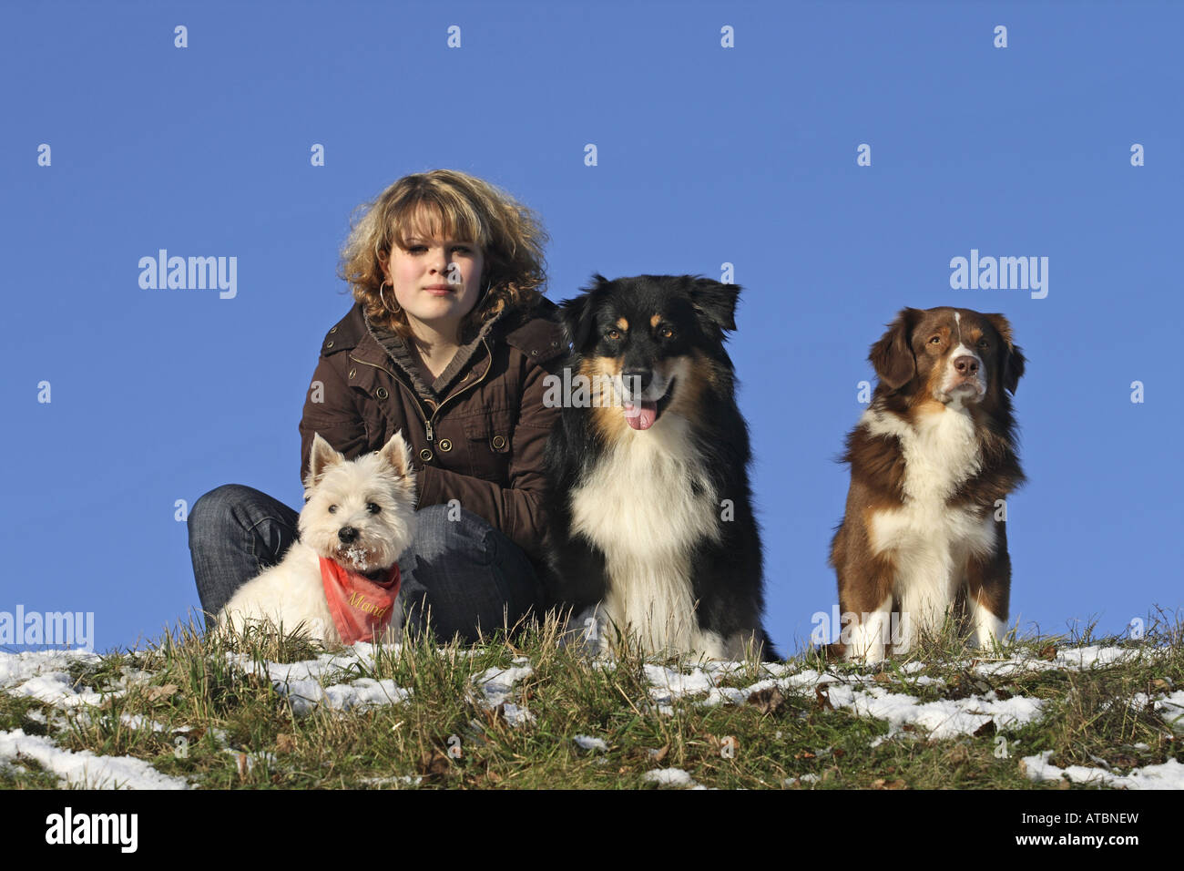 Highland shepherd sale dog