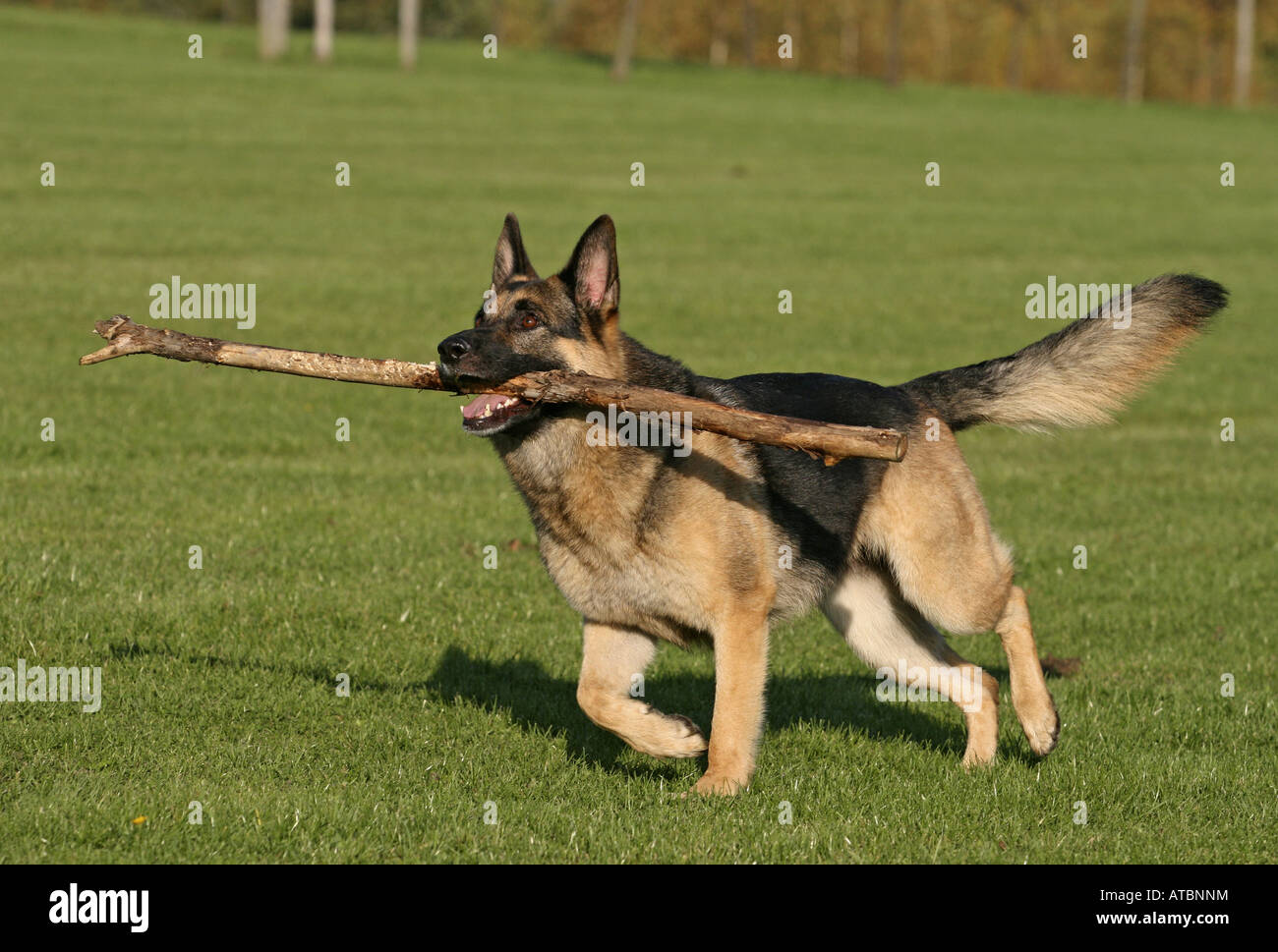German Shepherd Dog (Canis lupus f. familiaris), running over a meadow with a stick in its mouth Stock Photo