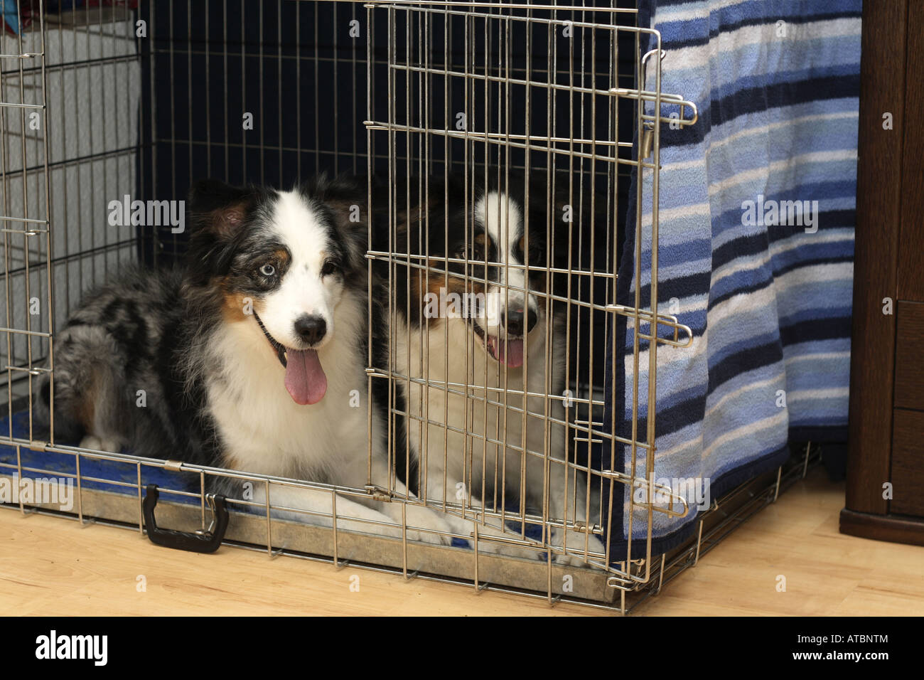dog kennel for two dogs
