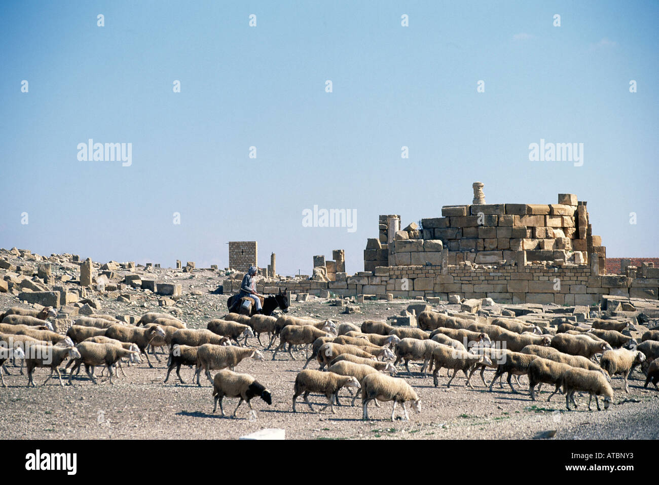 Mounted on a donkey a shepherd accompanying his flock as they scrape for grazing beneath the Roman ruins at the site of Haidra Stock Photo