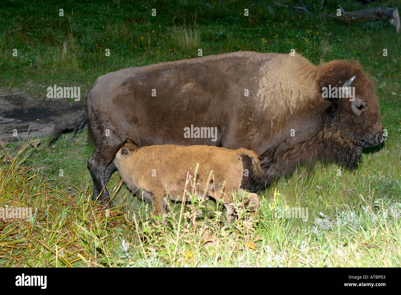 Buffalo - cow and calf; bos bison, wood buffalo Stock Photo - Alamy
