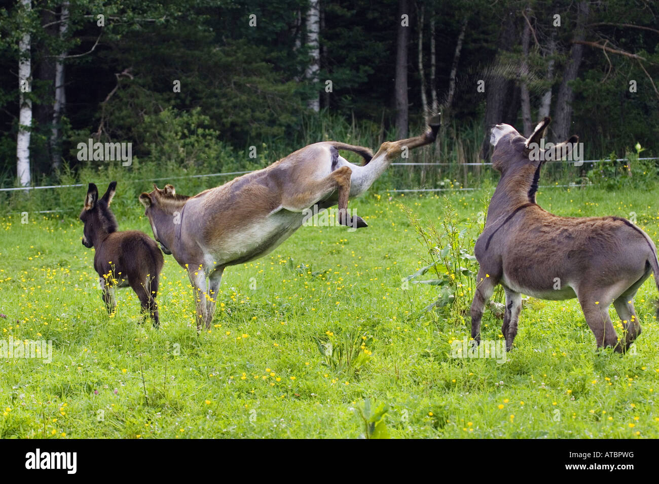 domestic donkey (Equus asinus f. asinus), Donkey with foal kicking against male, Germany, Bavaria Stock Photo