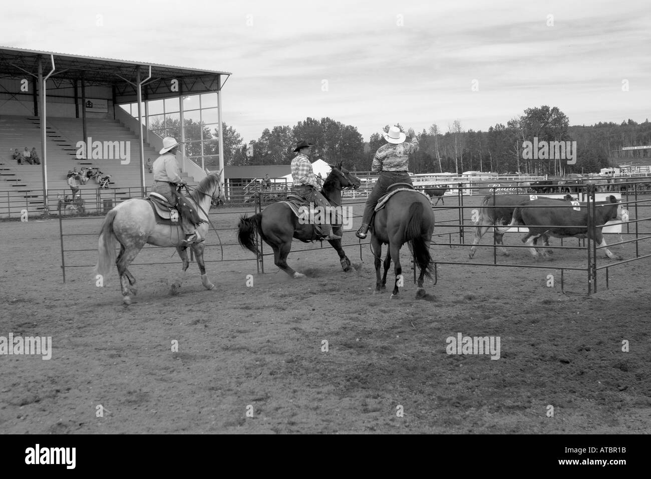 CATTLE PENNING Stock Photo