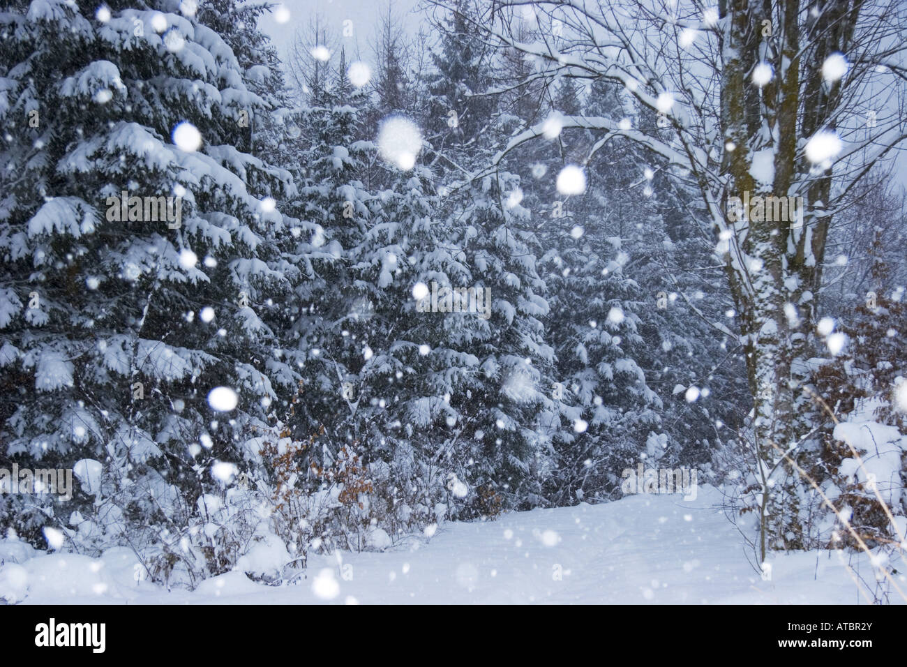 snowfall in wintery forest, Germany, Bavaria Stock Photo