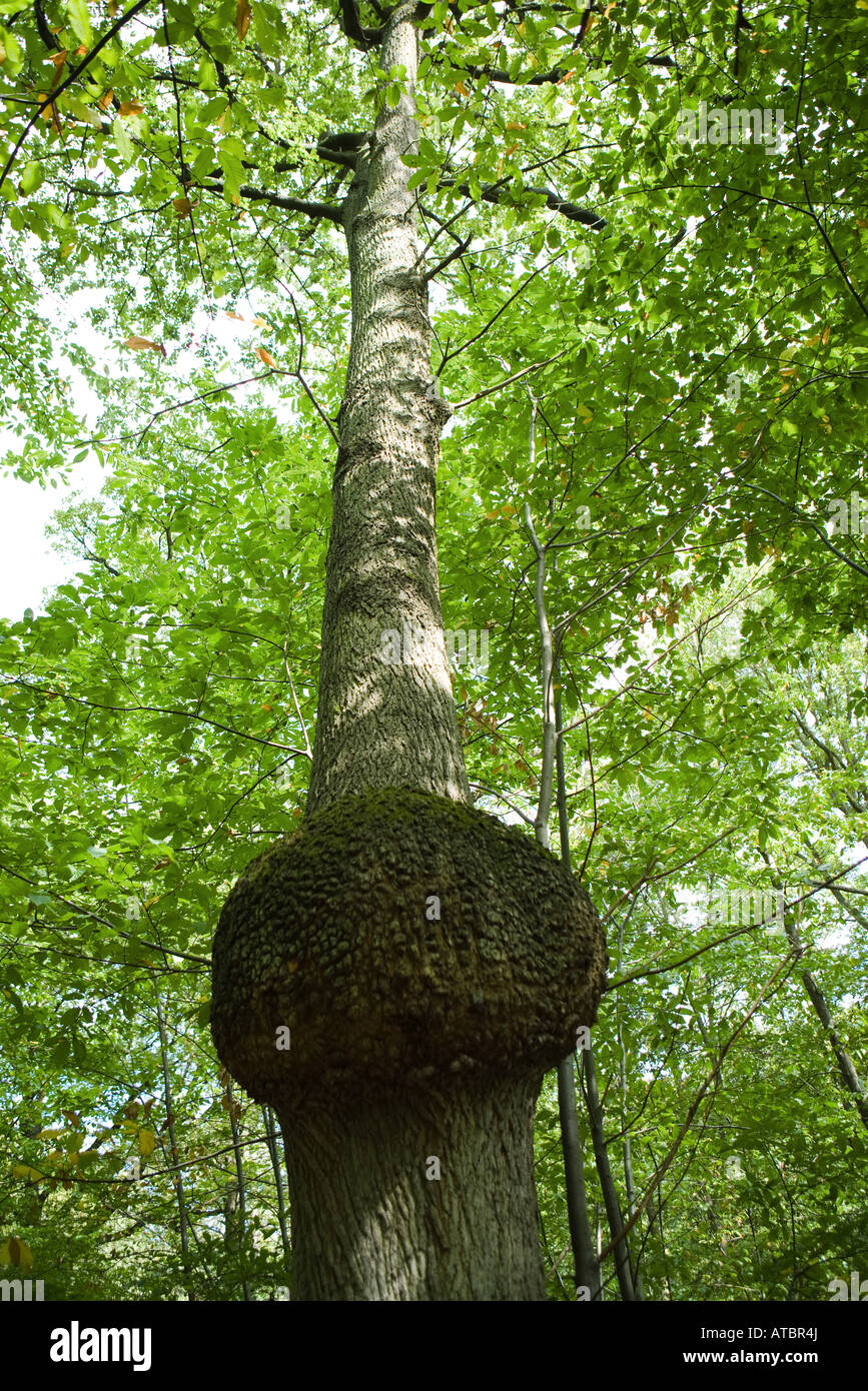 Tree Knots High Resolution Stock Photography and Images Alamy