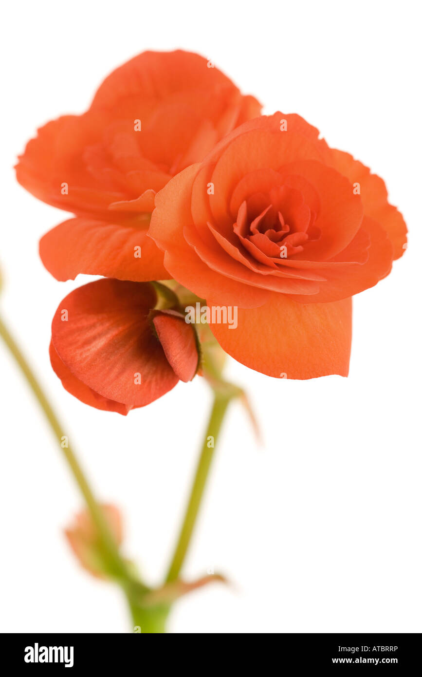 Begonia flowers on white background Stock Photo - Alamy