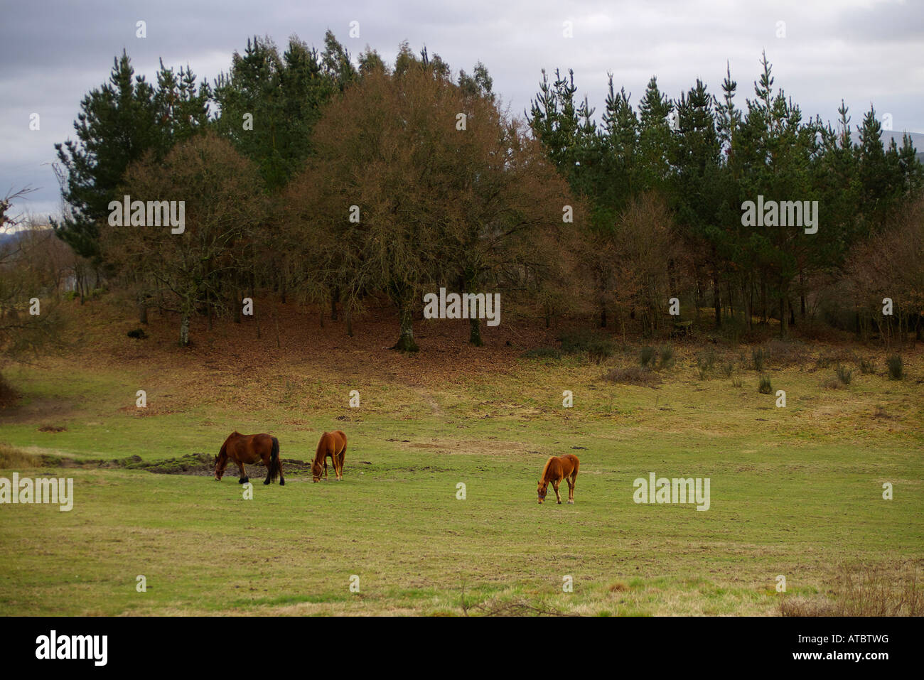 Horses grazing calmly in an autumnal landscape during a walk along the field Stock Photo