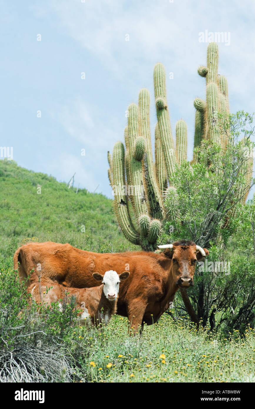 Mother and baby cow in pasture, looking at camera, cactus in background