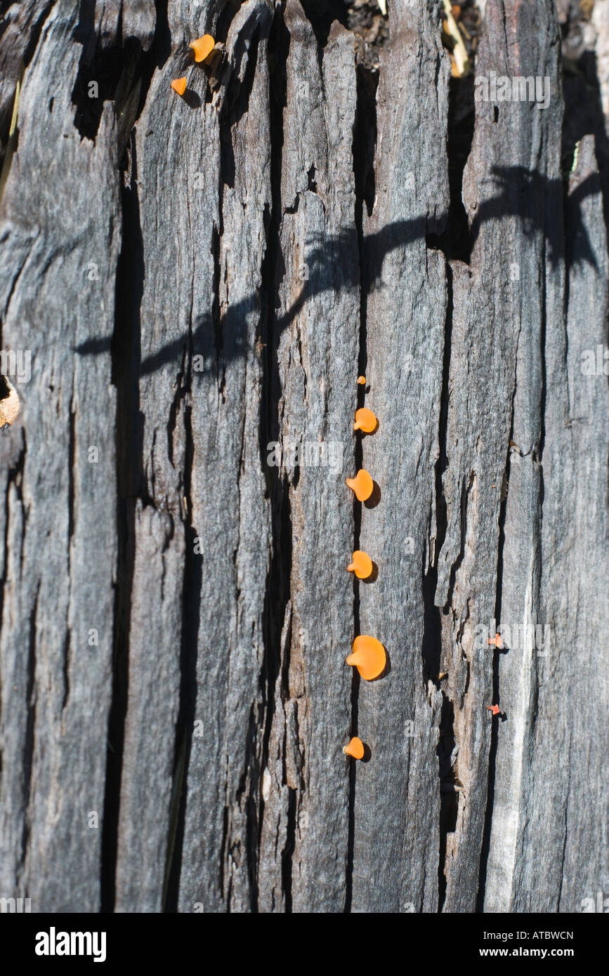 Mushrooms growing on tree trunk, close-up Stock Photo