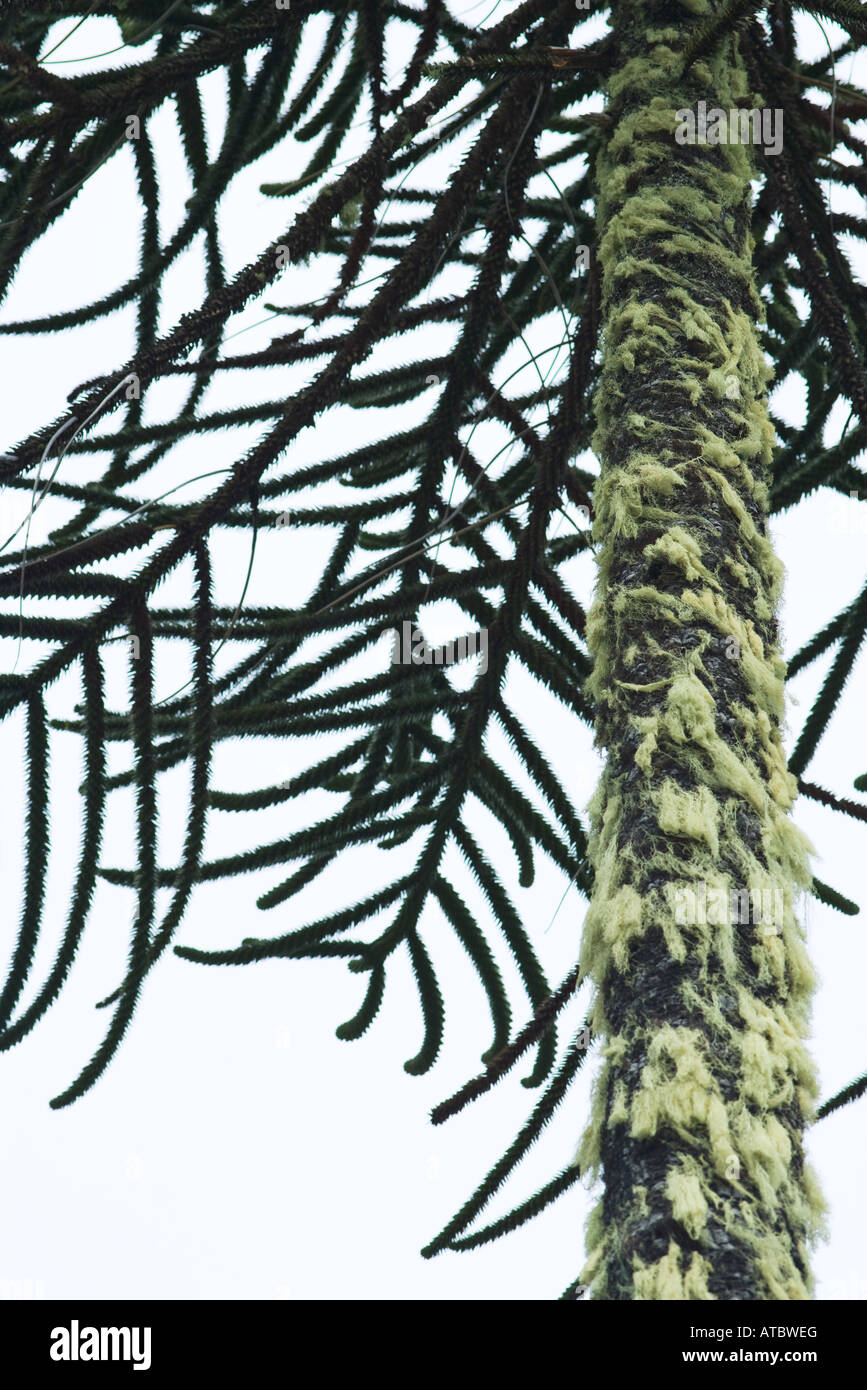 Spanish moss growing on tree trunk Stock Photo Alamy