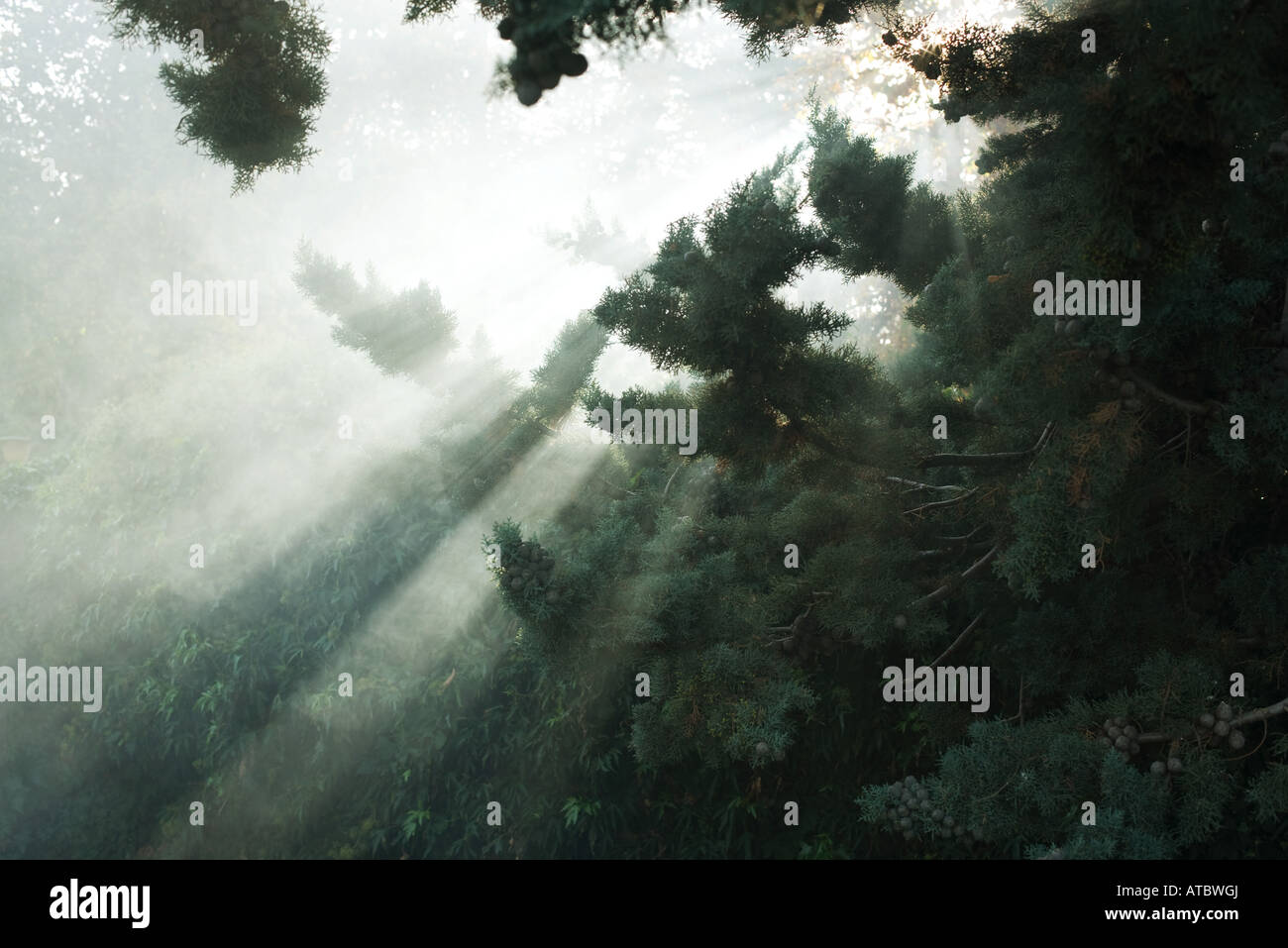 Sunbeams through pine needles hi-res stock photography and images - Alamy