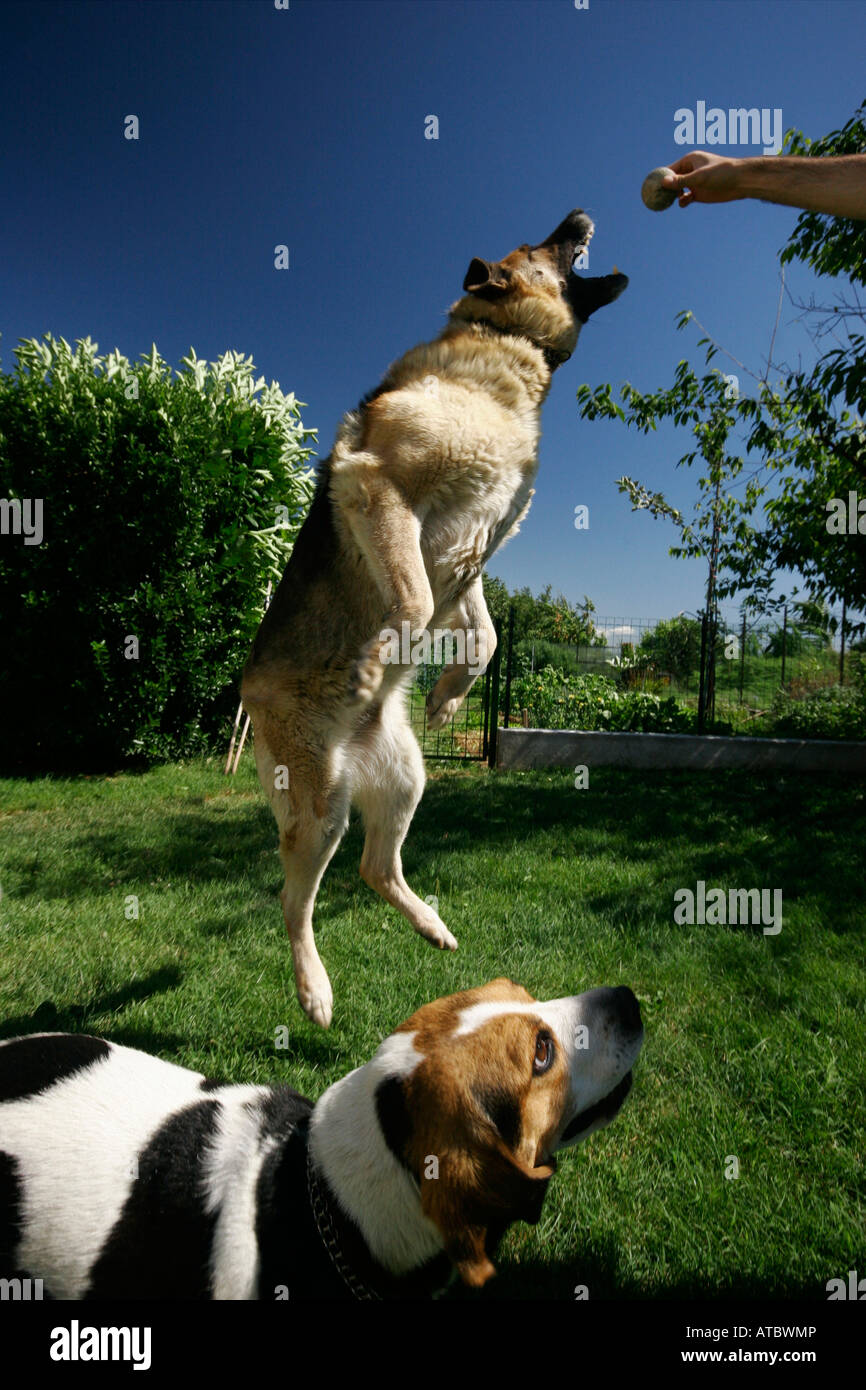 Dog bite boy hires stock photography and images Alamy
