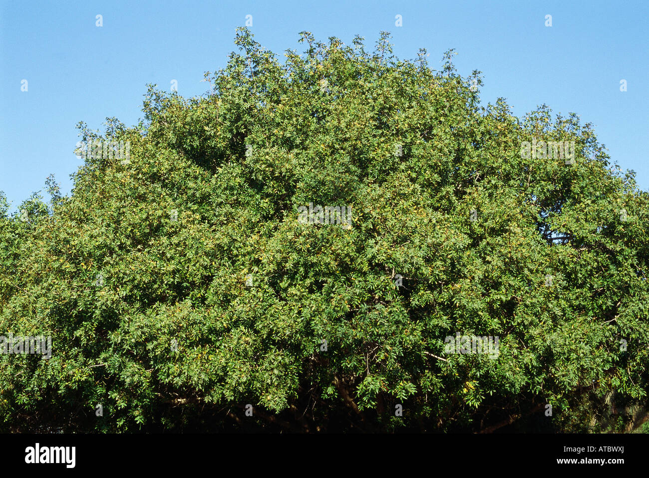 Pecan tree, low angle view Stock Photo