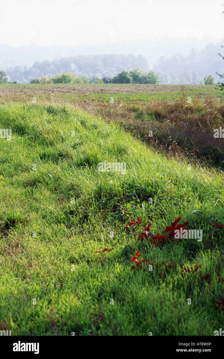 Cultivated meadow hi-res stock photography and images - Alamy