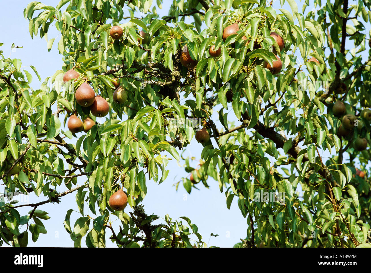 Pears growing on tree branch, close-up Stock Photo