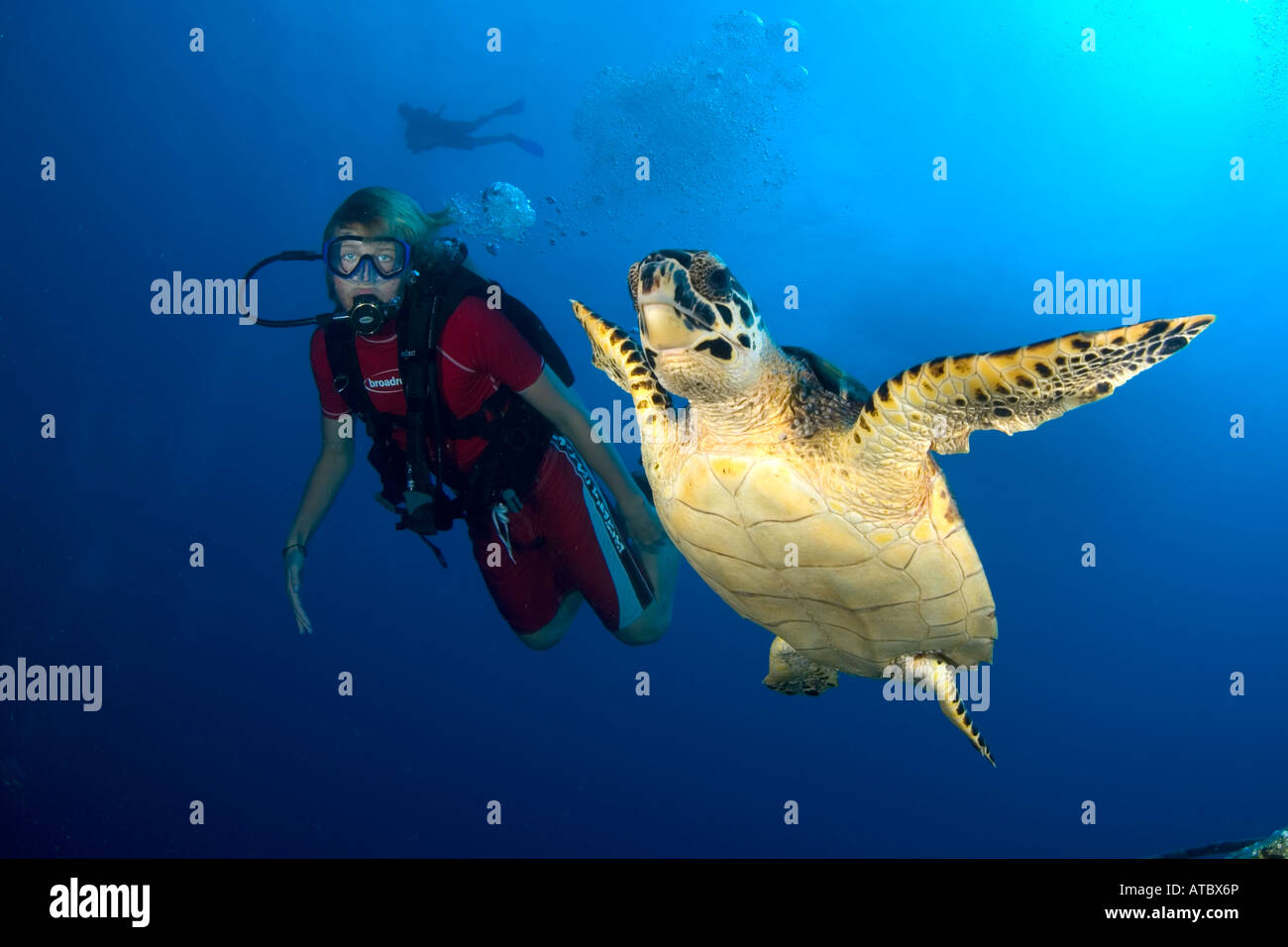 SCUBA Diver with turtle, underwater, scuba, diving, ocean, sea, marine ...