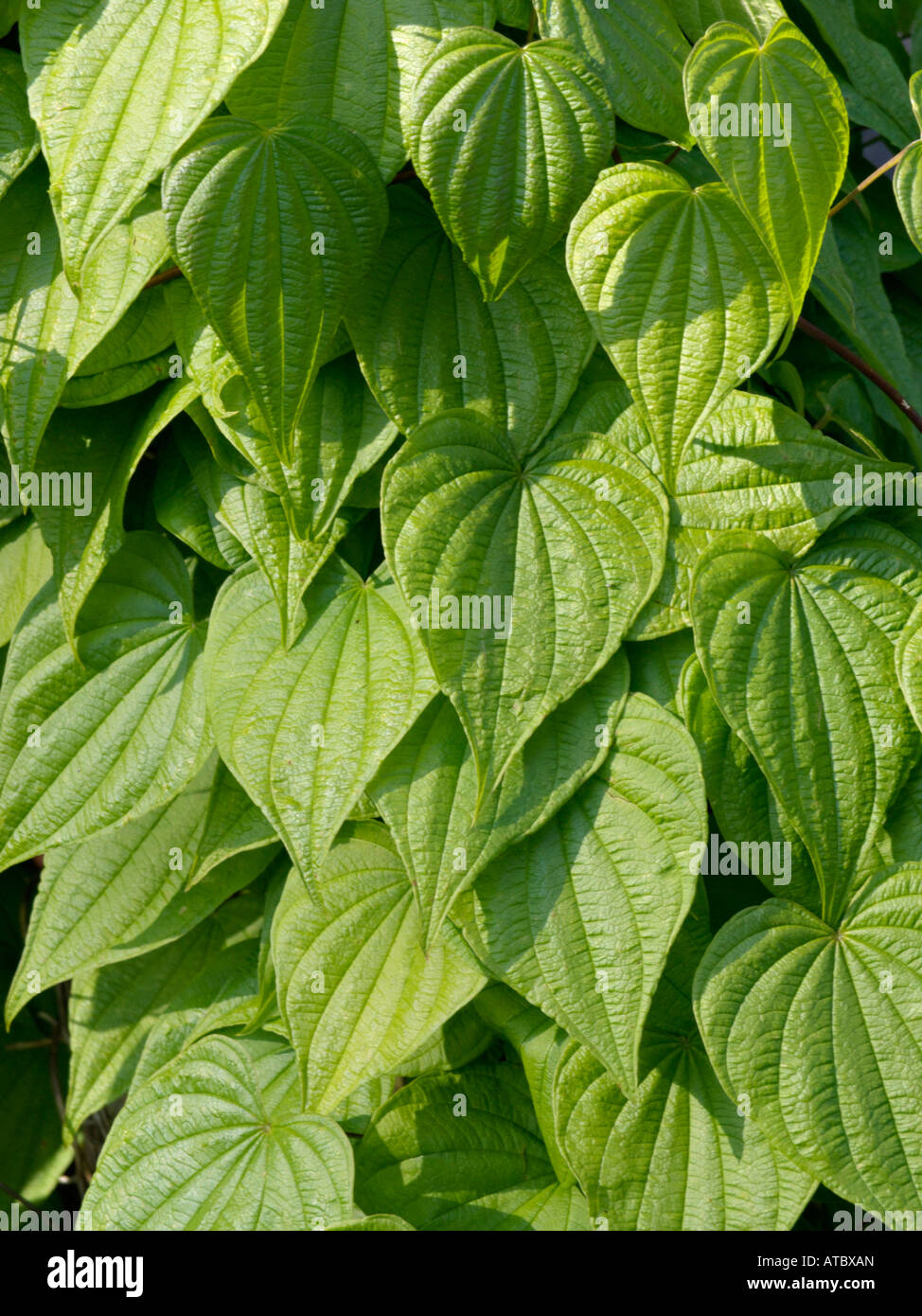 Wild yam (Dioscorea villosa) Stock Photo