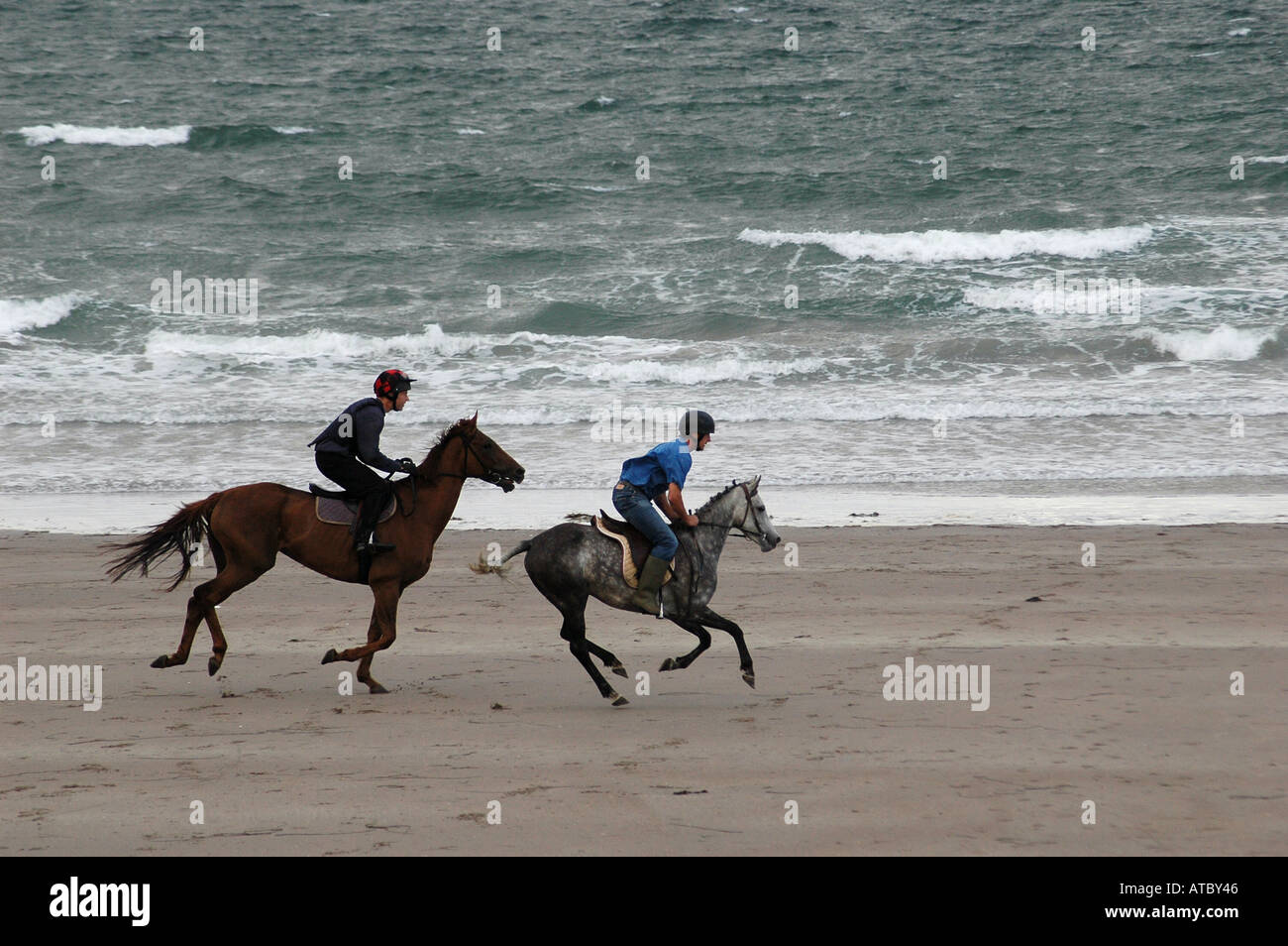 Race Horses work, out on the long beach at Rossbeigh Co Kerry ireland Stock Photo