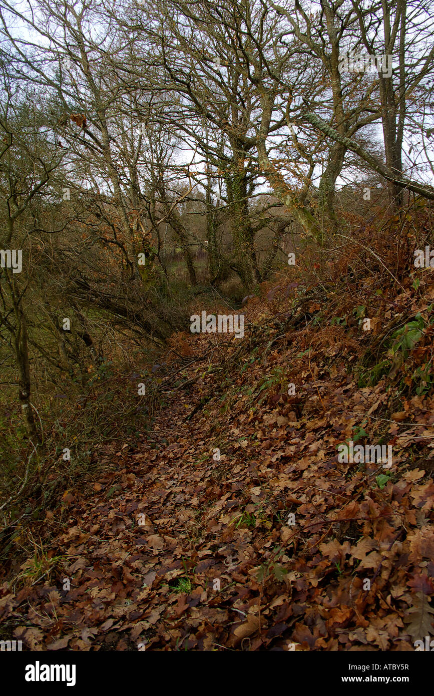 Autumnal landscape during a walk along the field Stock Photo