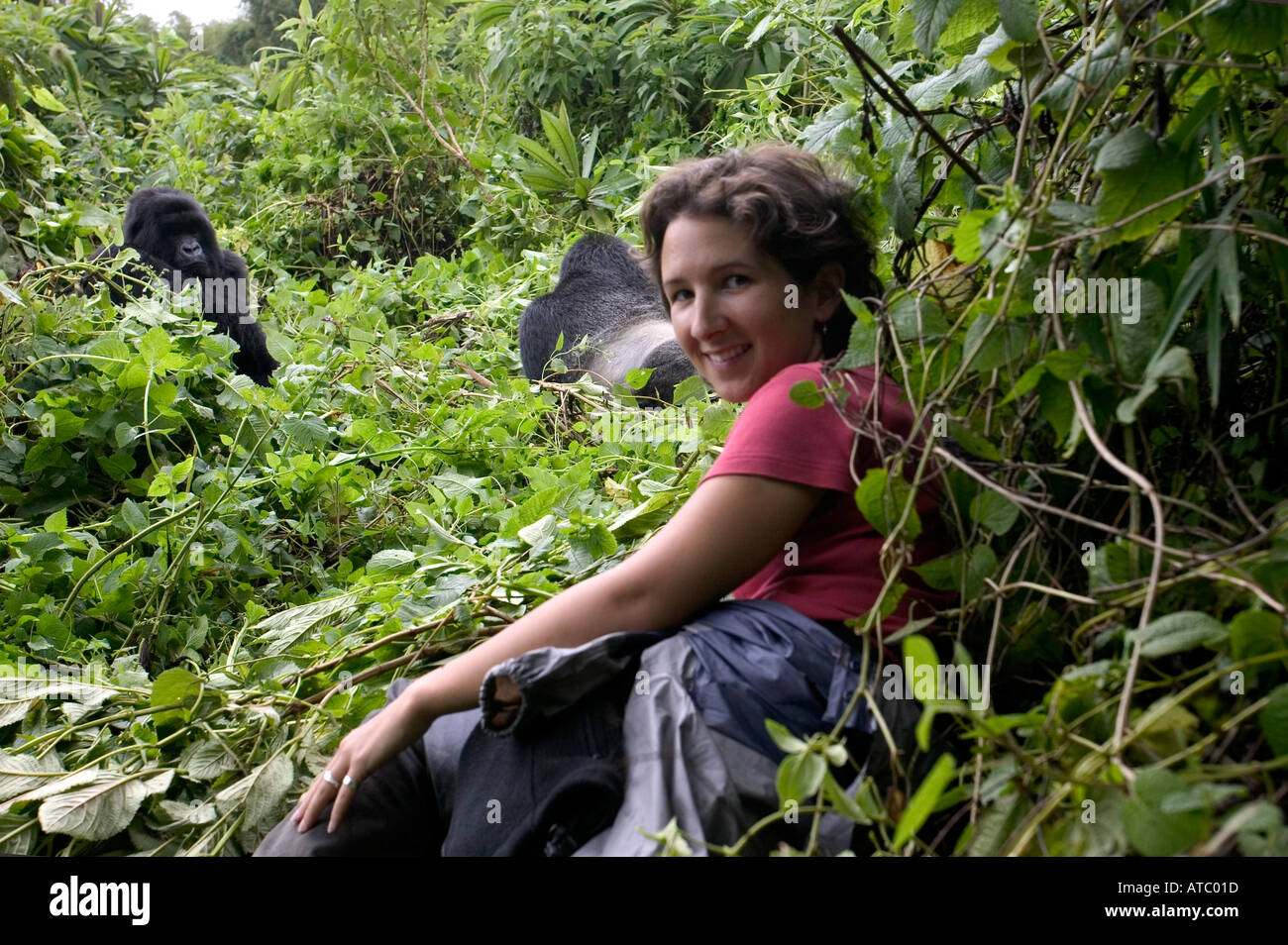 A woman holidaymaker has a close encounter with a mountain gorilla in Volcanoes National Park in Rwanda Central Africa Stock Photo