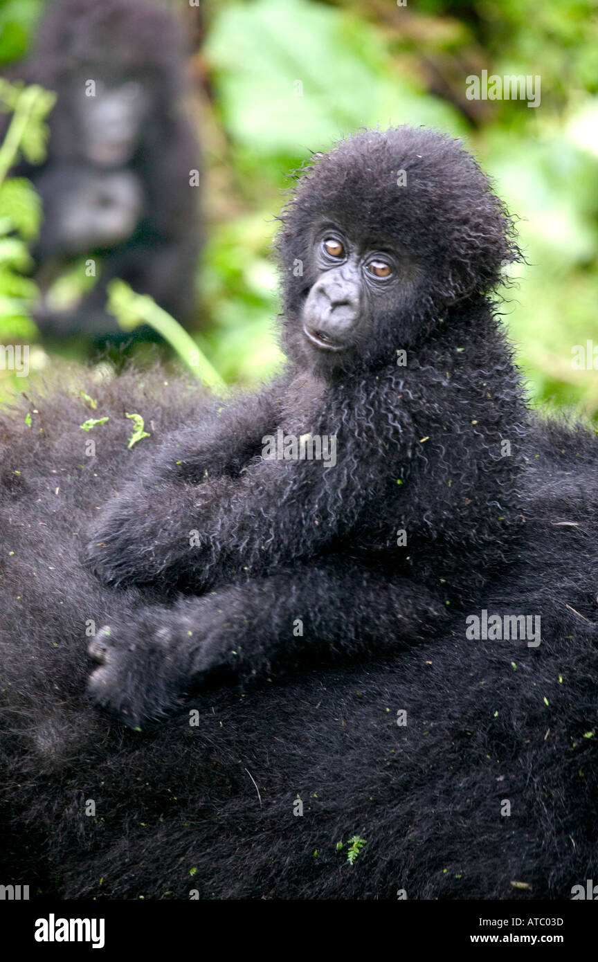 a-baby-mountain-gorilla-hitches-a-lift-on-his-mother-s-back-in-parc-de