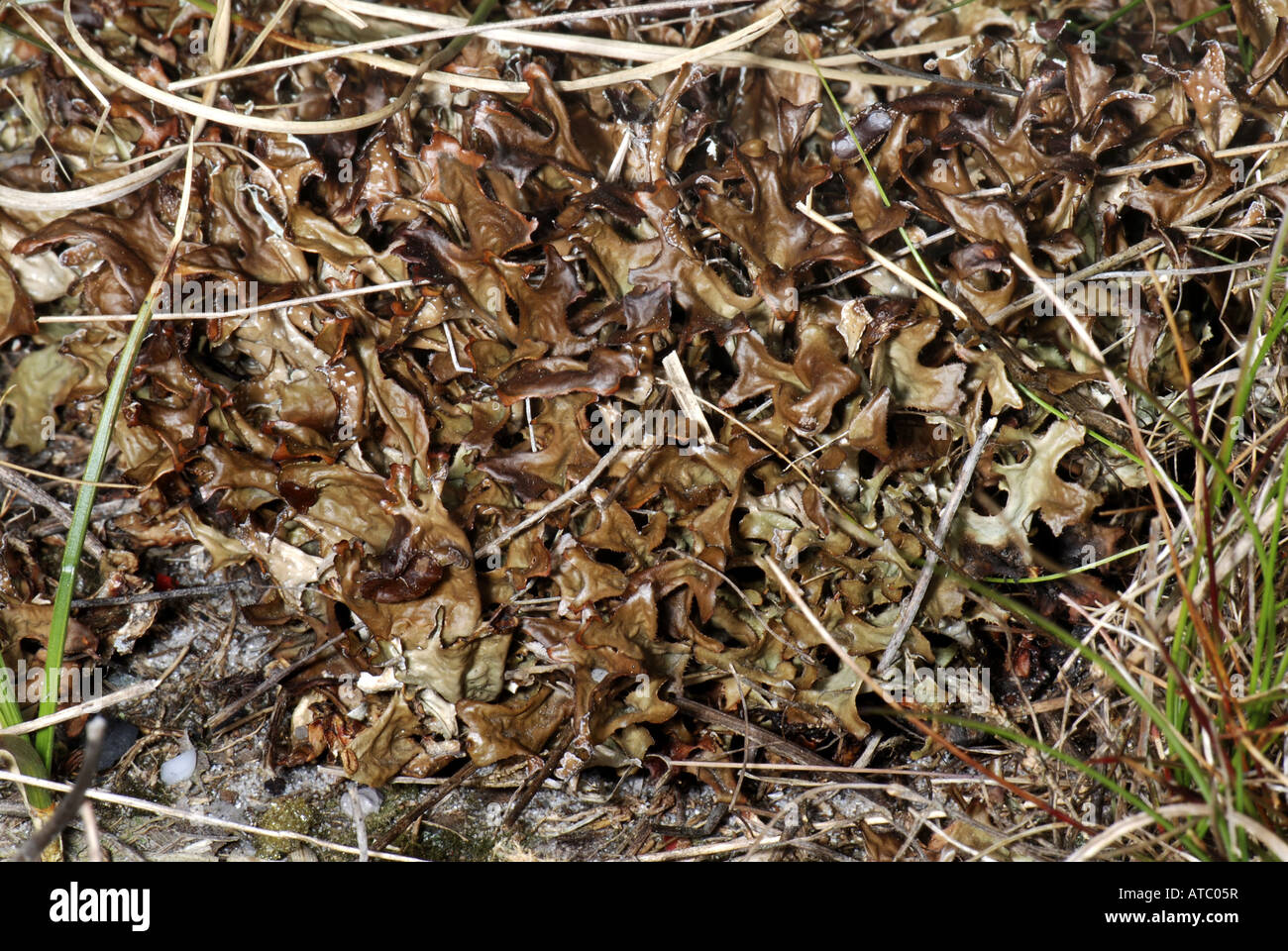 iceland moss (Cetraria islandica), thalli Stock Photo