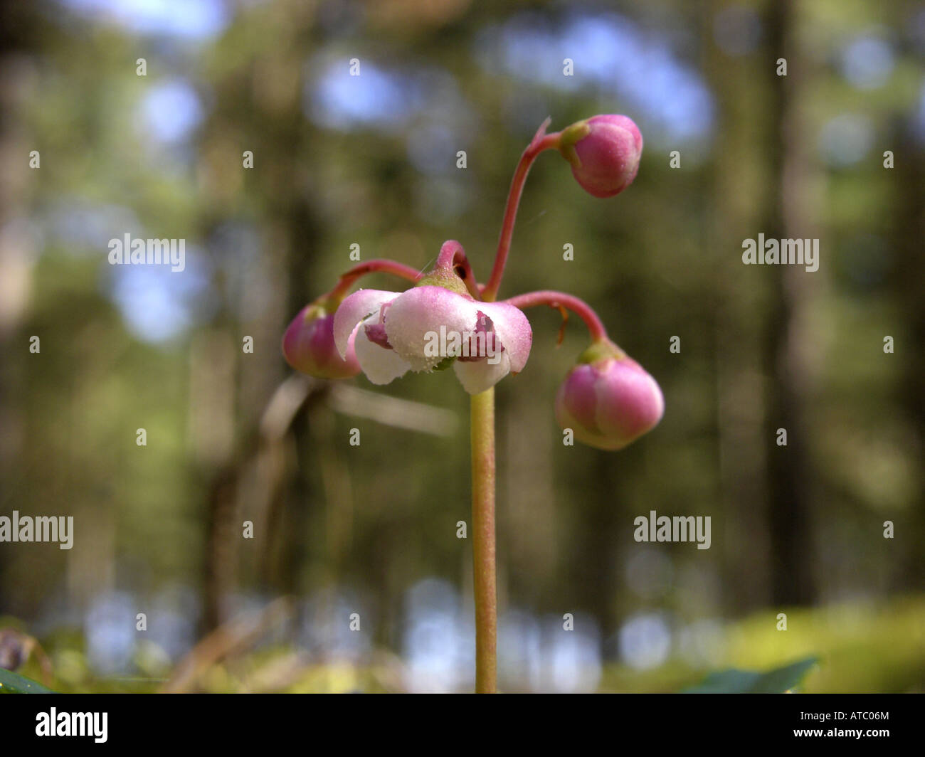pipsissewa, umbellate wintergreen (Chimaphila umbellata), blossom Stock Photo
