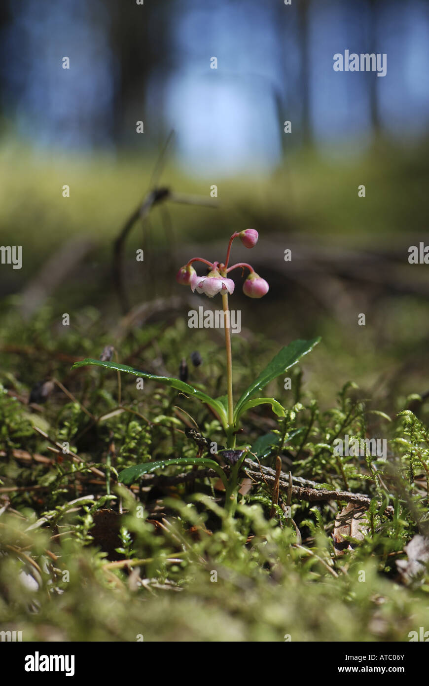 pipsissewa, umbellate wintergreen (Chimaphila umbellata), blooming plant in a forest Stock Photo